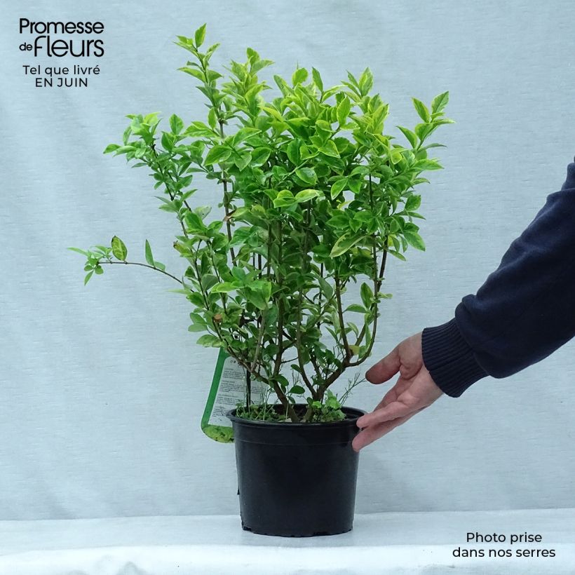 Amostra de Alfenheiro Aureum - Ligustrum ovalifolium Vaso de 2 L/3 L tal como entregue no verão