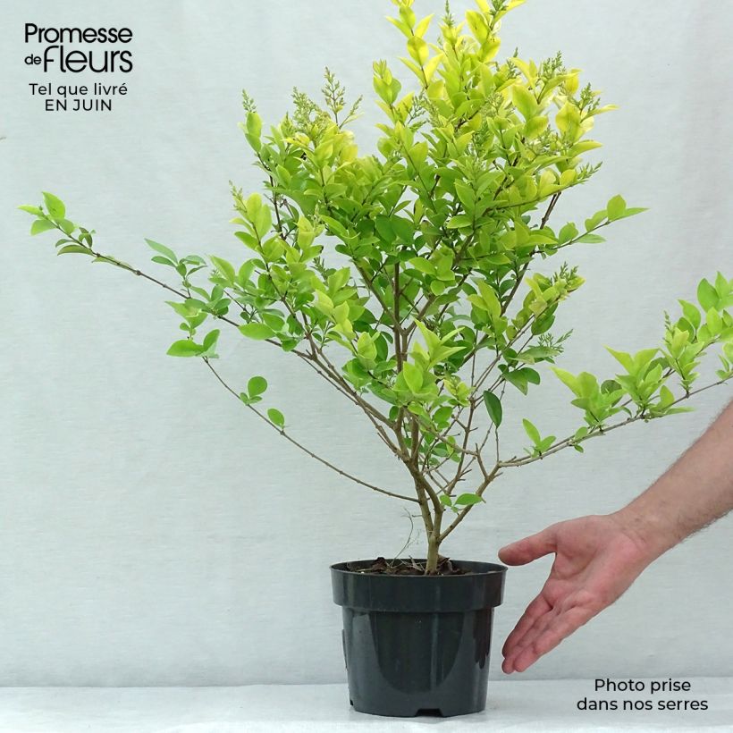 Amostra de Alfeneiro-dourado - Ligustrum vicaryi Vaso de 2 L/3 L tal como entregue no verão