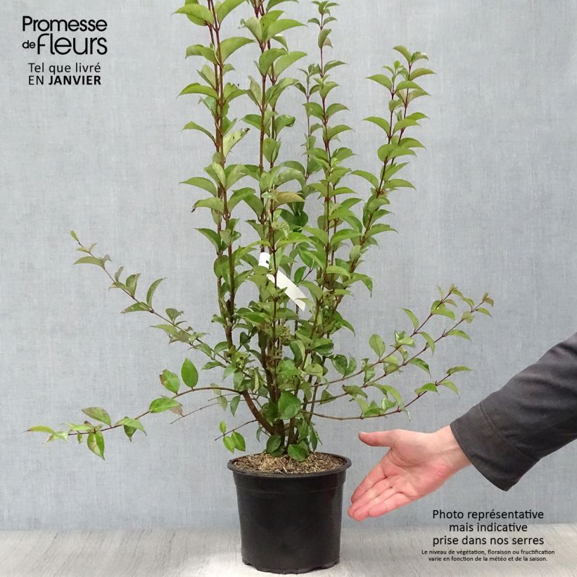 Amostra de Troène du Japon - Ligustrum japonicum Vaso de 1,5 L/2 L tal como entregue no inverno