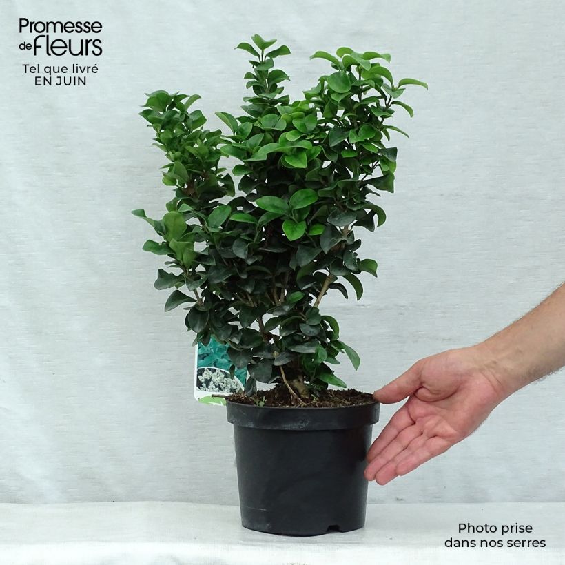 Amostra de Alfeneiro-do-Japão Rotundifolium - Ligustrum japonicum Vaso de 2 L/3 L tal como entregue no verão
