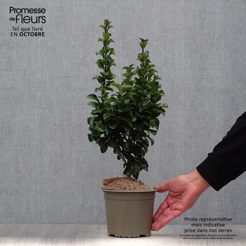 Amostra de Alfeneiro-do-Japão Rotundifolium - Ligustrum japonicum Vaso de 2 L/3 L tal como entregue no outono