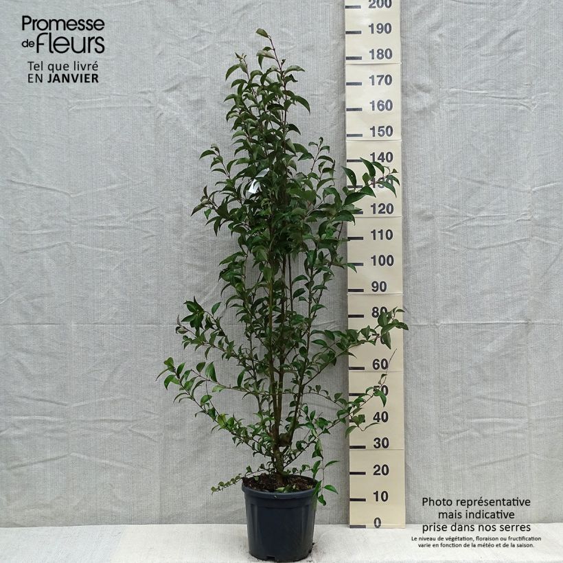 Amostra de Troène du Japon - Ligustrum japonicum Vaso de 7,5 L/10 L tal como entregue no inverno