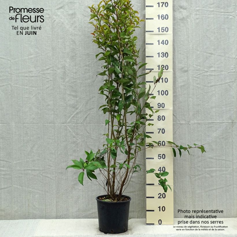 Amostra de Alfeneiro-do-Japão - Ligustrum japonicum Vaso de 7,5 L/10 L tal como entregue na primavera