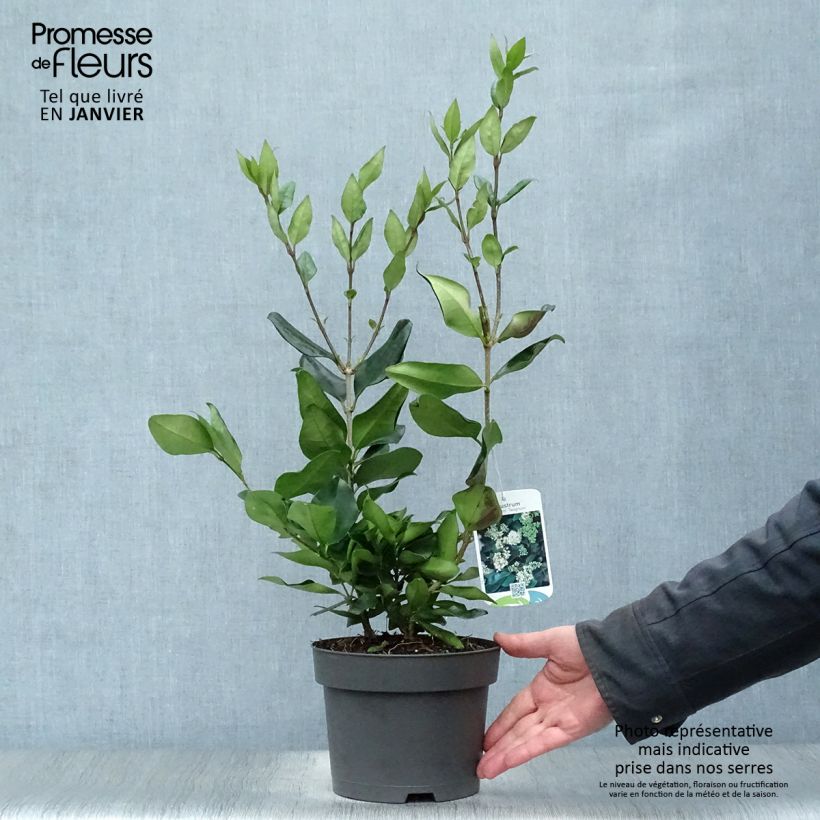 Amostra de Troène du Texas - Ligustrum japonicum Texanum Vaso de 2 L/3 L tal como entregue no inverno