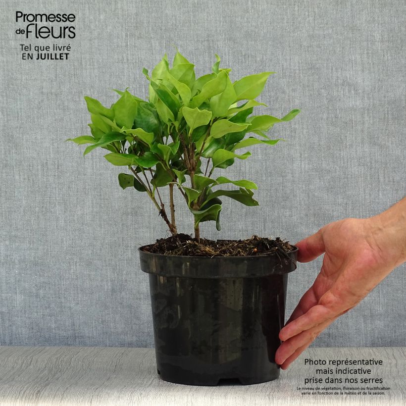 Amostra de Alfeneiro-do-Japão Texanum - Ligustrum japonicum Vaso de 2 L/3 L tal como entregue no verão