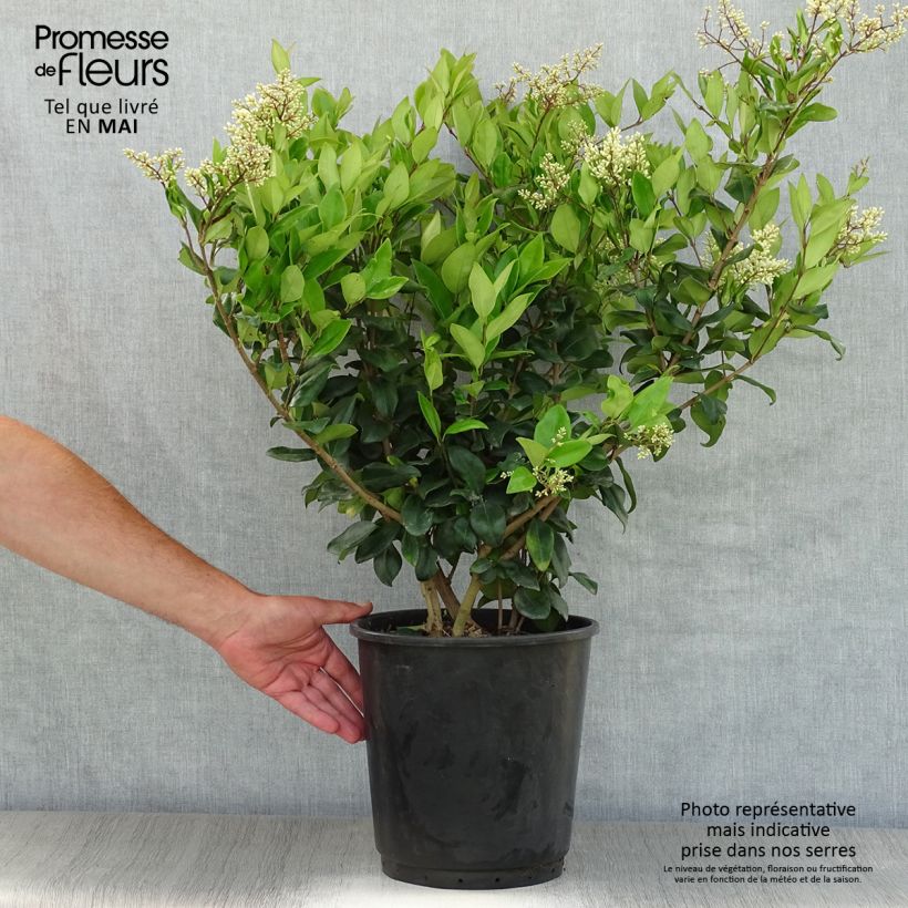 Amostra de Alfeneiro-do-Japão Texanum - Ligustrum japonicum Vaso de 7,5 L/10 L tal como entregue na primavera