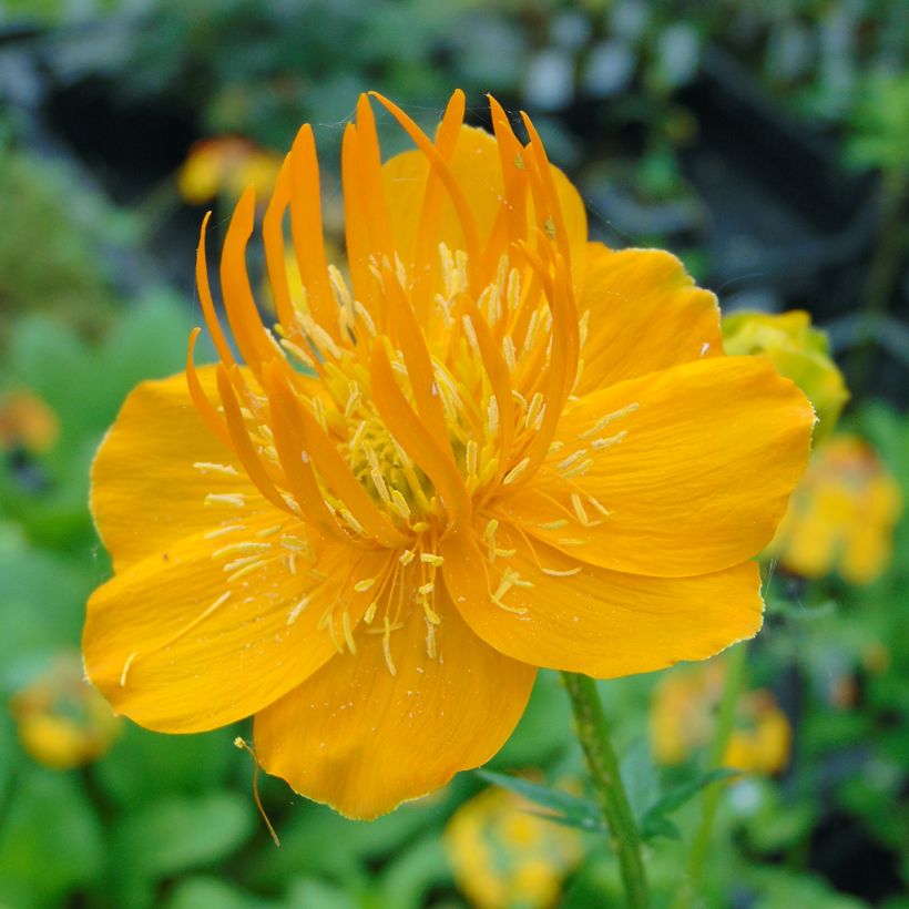 Trollius chinensis Golden Queen (Floração)