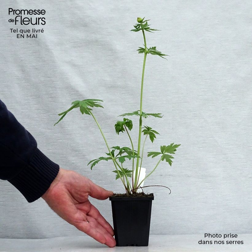 Amostra de Trollius chinensis Golden Queen Vaso de 8/9 cm tal como entregue na primavera