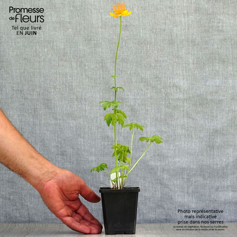 Amostra de Trollius chinensis Golden Queen Vaso de 8/9 cm tal como entregue no verão