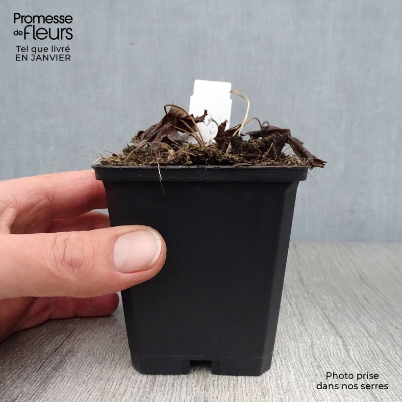 Amostra de Trolle - Trollius chinensis Golden Queen Vaso de 8/9 cm tal como entregue no inverno