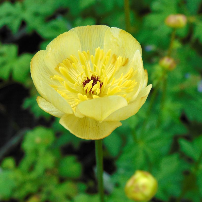 Trollius Cheddar (Floração)