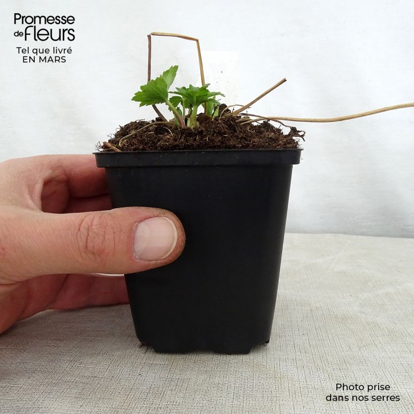 Amostra de Trollius Cheddar Vaso de 8/9 cm tal como entregue na primavera