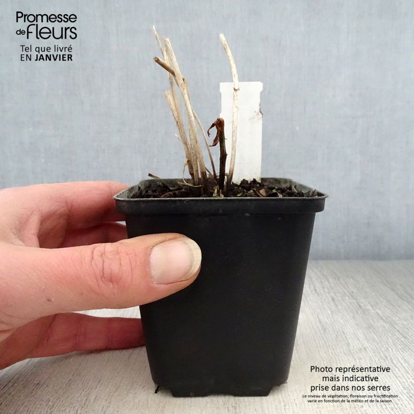 Amostra de Trolle - Trollius cultorum Cheddar Vaso de 8/9 cm tal como entregue no inverno