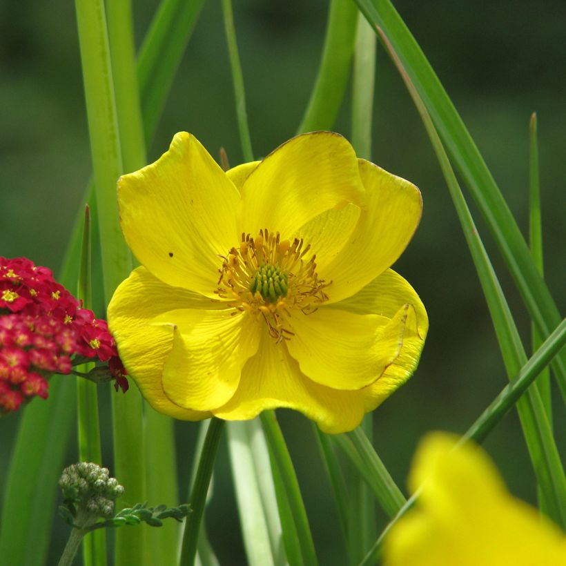 Trollius stenopetalus (Floração)