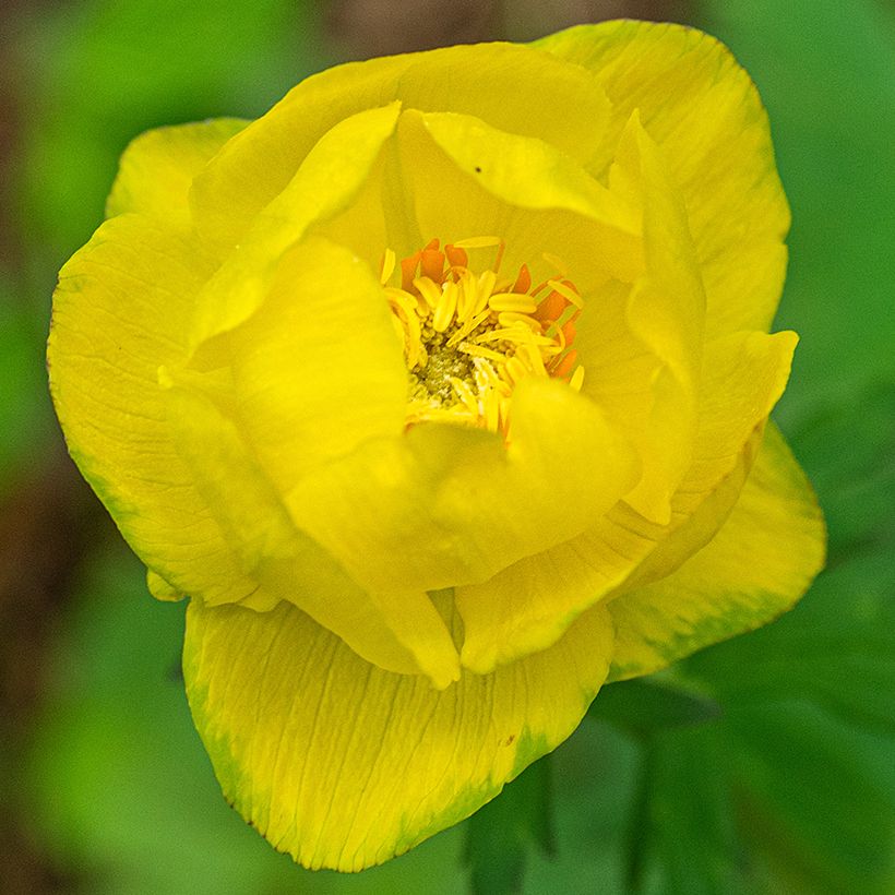Trollius europaeus Lemon Supreme (Floração)