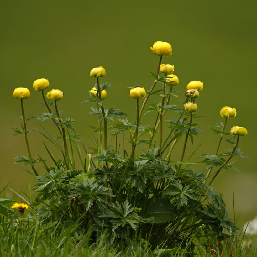 Trollius europaeus Lemon Supreme (Hábito)