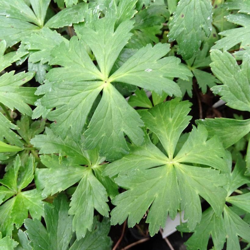 Trollius europaeus (Folhagem)