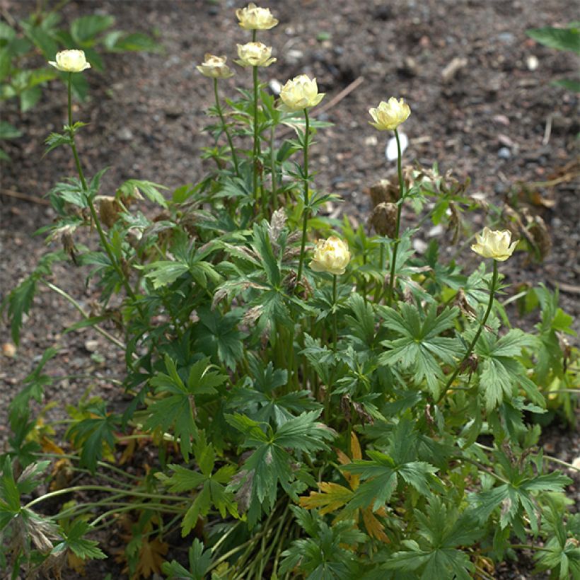 Trollius Alabaster (Hábito)