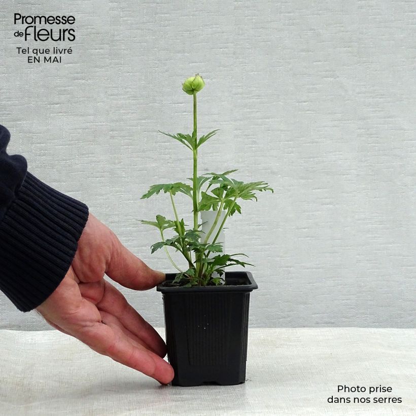 Amostra de Trollius Alabaster Vaso de 8/9 cm tal como entregue na primavera