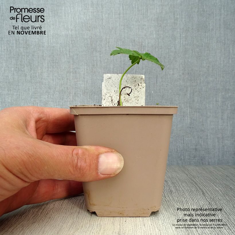Amostra de Trollius Alabaster Vaso de 8/9 cm tal como entregue no outono