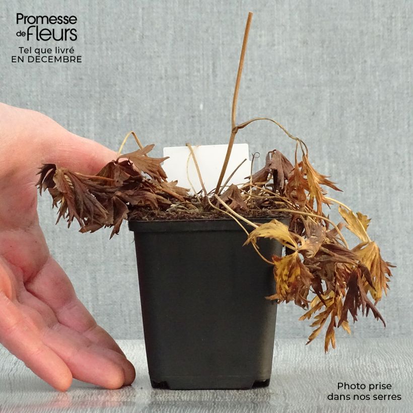 Amostra de Trollius Alabaster - Trolle hybride Vaso de 8/9 cm tal como entregue no inverno