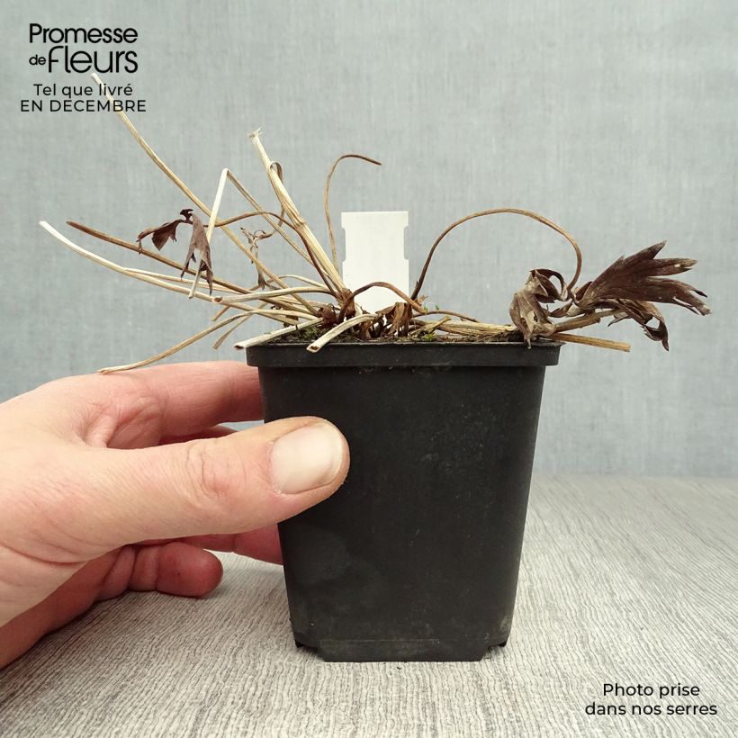 Amostra de Trollius Lemon Queen - Trolle hybride Vaso de 8/9 cm tal como entregue no inverno