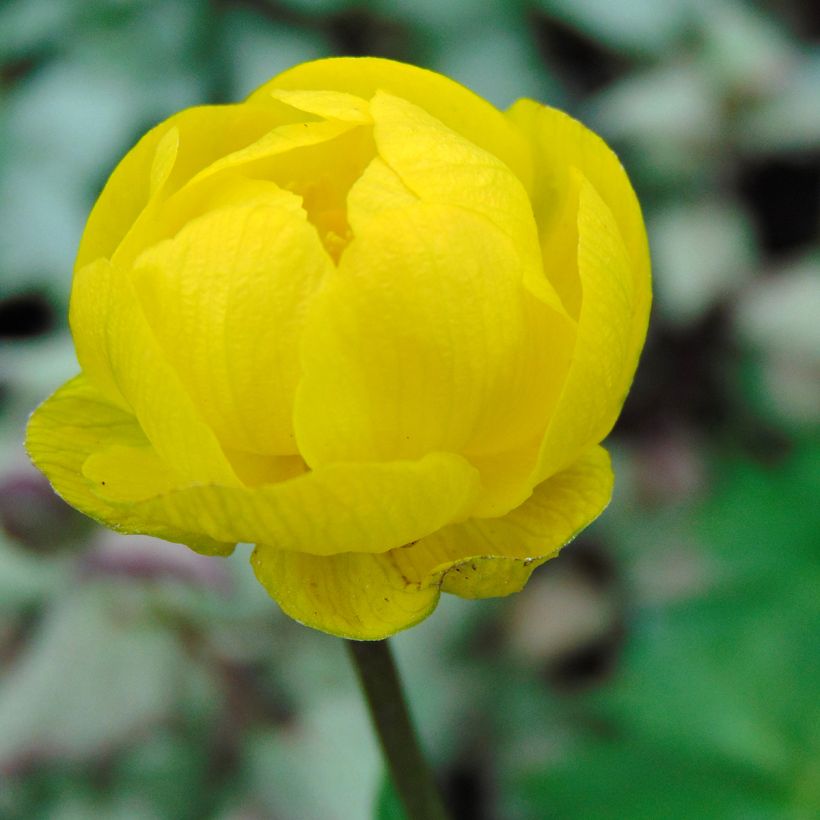 Trollius Lemon Queen (Floração)