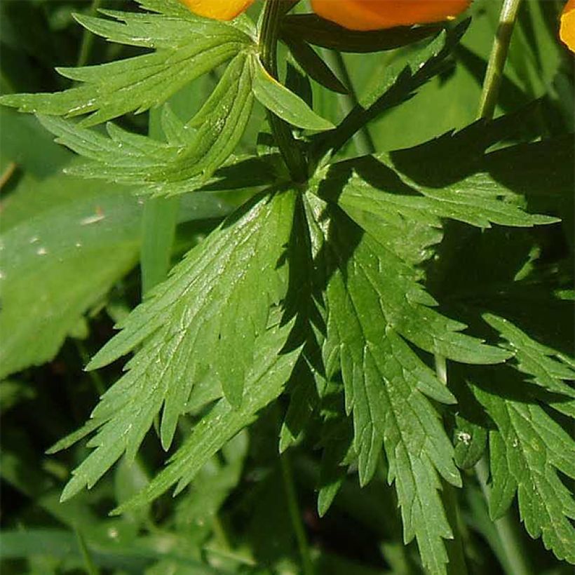 Trollius asiaticus (Folhagem)