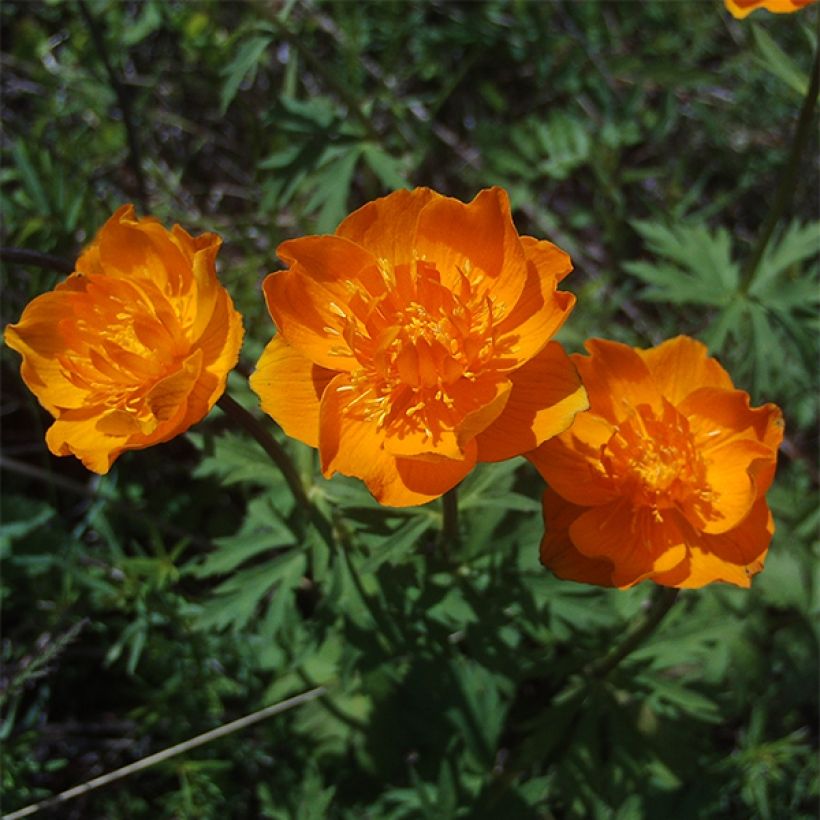 Trollius asiaticus (Floração)
