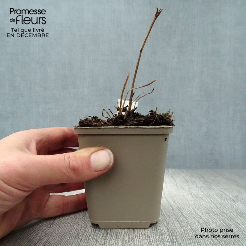 Amostra de Trollius asiaticus - Trolle d'Asie Vaso de 8/9 cm tal como entregue no inverno