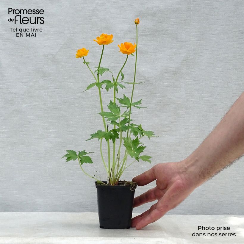 Amostra de Trollius asiaticus Vaso de 8/9 cm tal como entregue na primavera