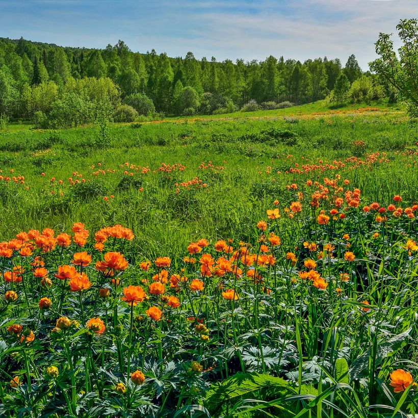 Trollius asiaticus (Hábito)