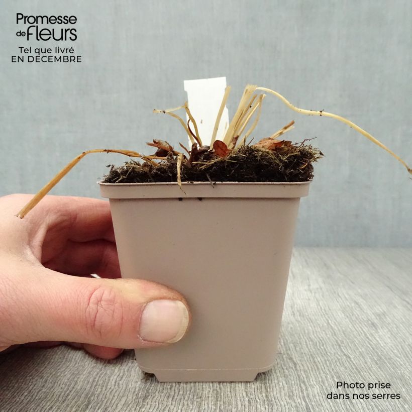 Amostra de Trolle des montagnes - Trollius europaeus Vaso de 8/9 cm tal como entregue no inverno