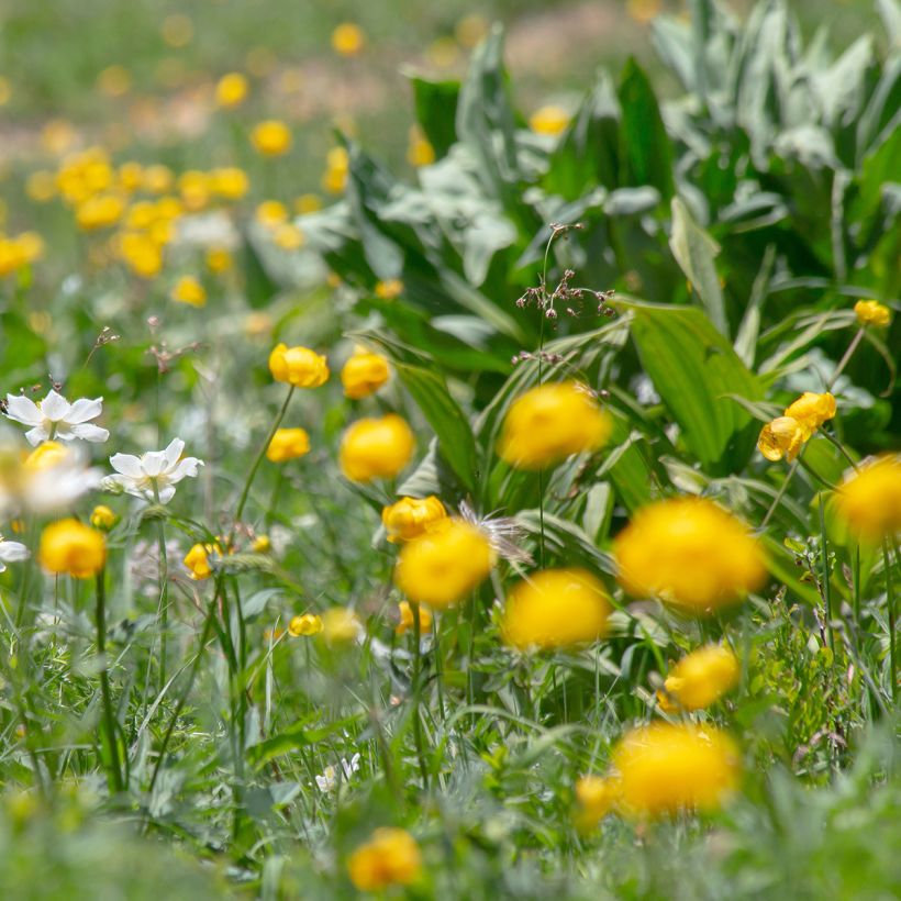 Trollius europaeus (Hábito)