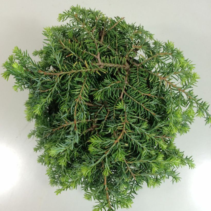 Pruche du Canada - Tsuga canadensis Cole's Prostrate                (Folhagem)