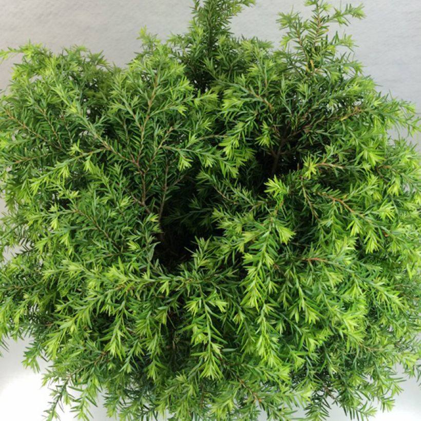 Tsuga canadensis Jeddeloh (Folhagem)