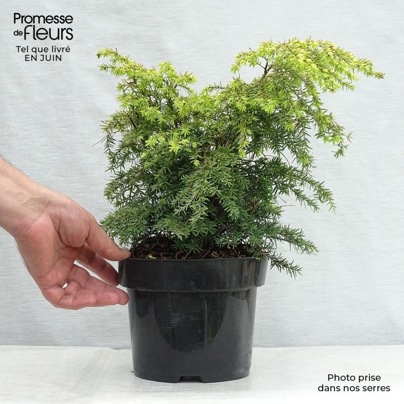 Amostra de Tsuga canadensis Jeddeloh Vaso de 2 L/3 L tal como entregue no verão