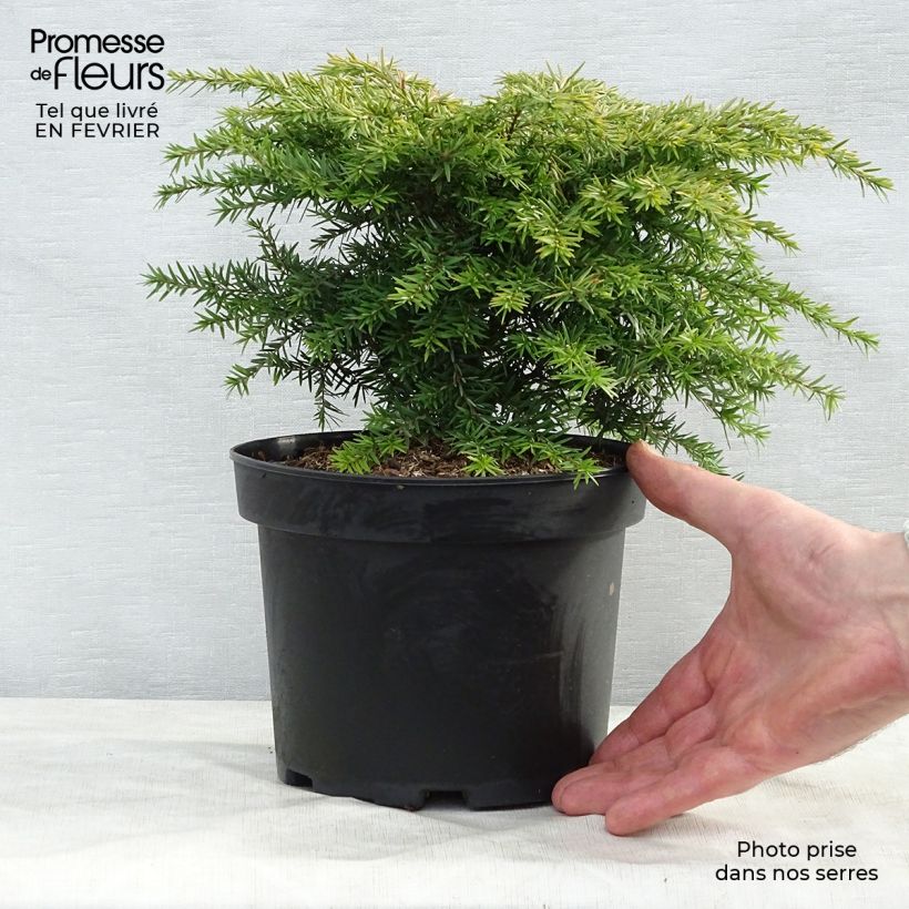 Amostra de Tsuga canadensis Jeddeloh - Pruche du Canada Vaso de 2 L/3 L tal como entregue no inverno