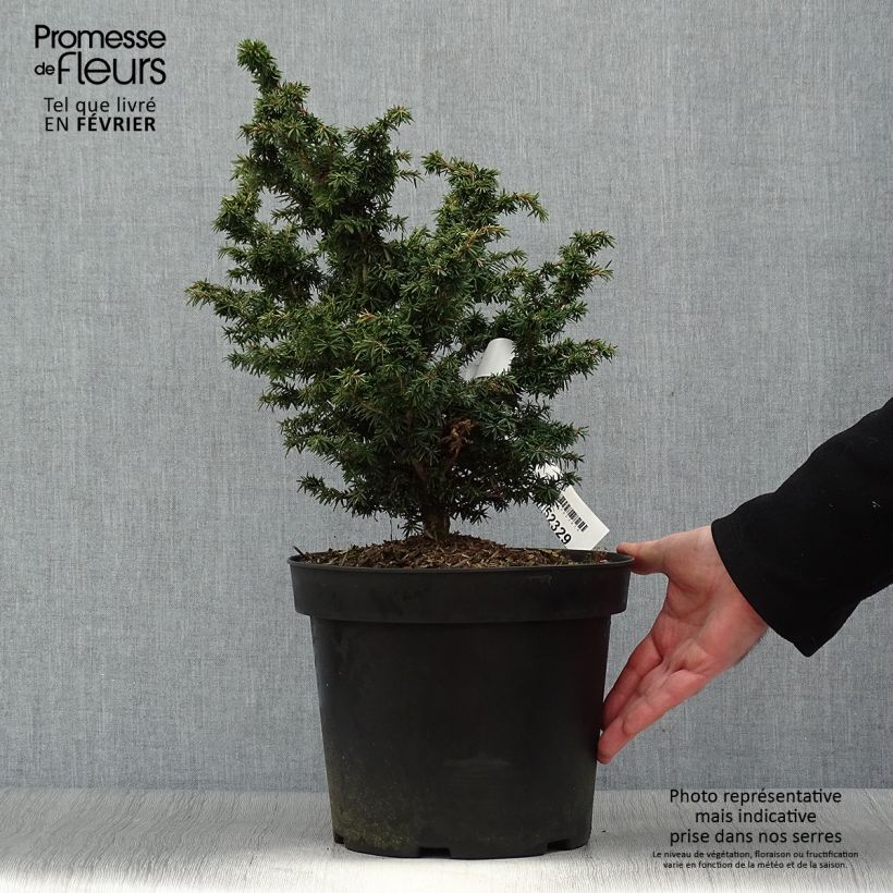 Amostra de Iris germanica Chateau d Auvers Sur Oise Vaso de 8/9 cm tal como entregue no inverno