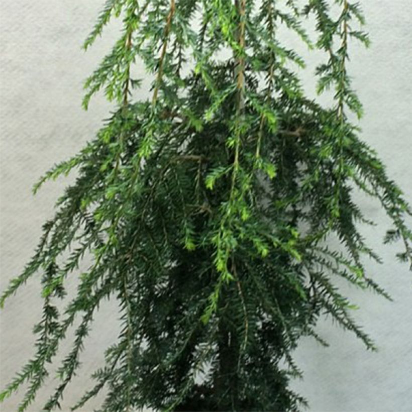 Tsuga canadensis Pendula (Folhagem)