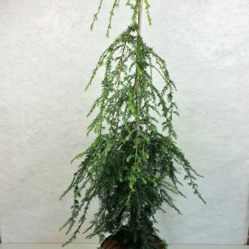 Tsuga canadensis Pendula (Hábito)