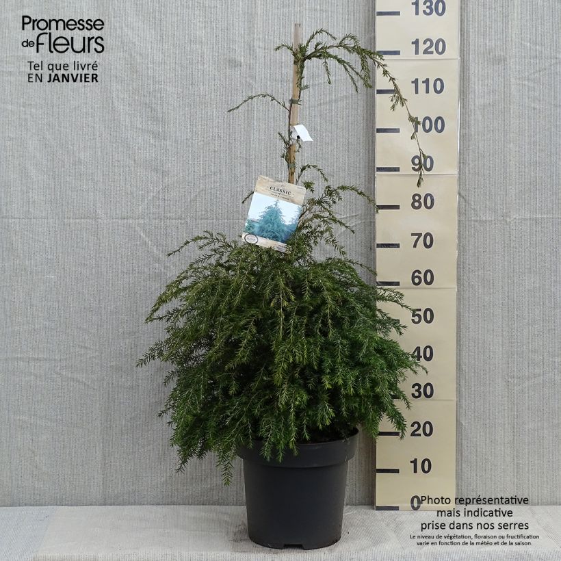 Amostra de Tsuga canadensis - Pruche du Canada Vaso de 3 L/4 L tal como entregue no inverno