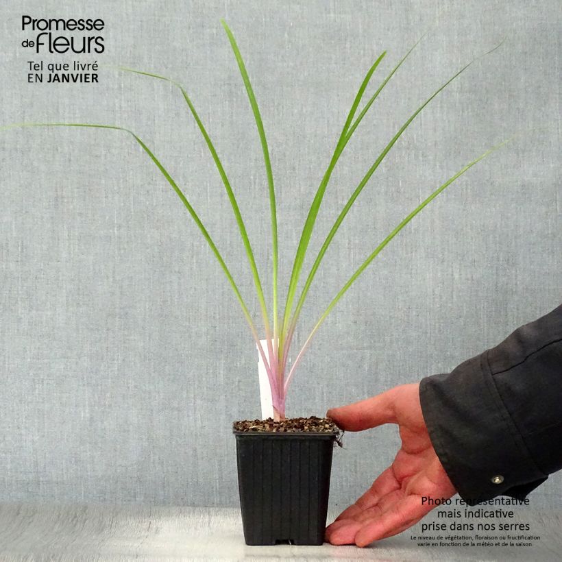 Amostra de Tulbaghia Flamingo - Tulbaghie Godet de 8/9 cm tal como entregue no inverno