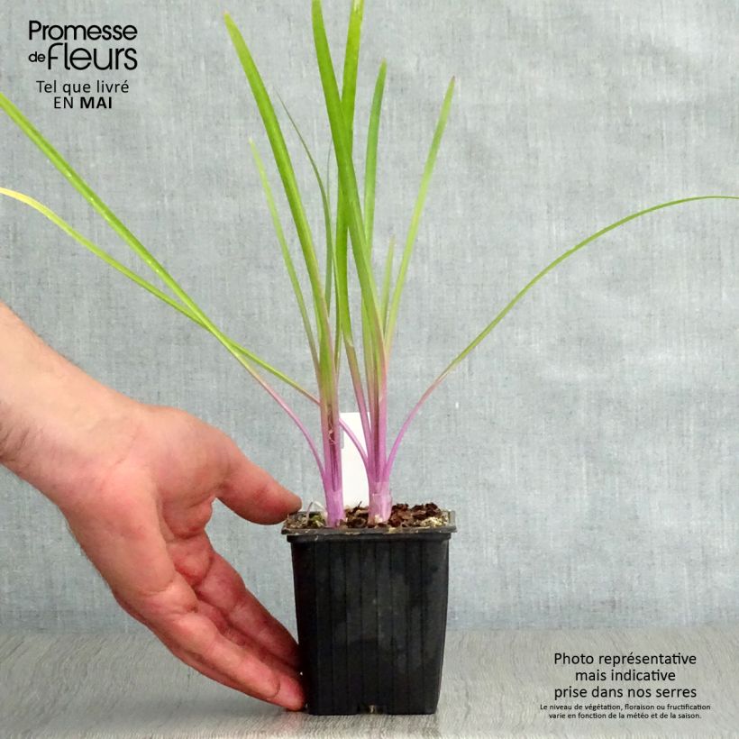 Amostra de Alho-social Flamingo - Tulbaghia violacea Vaso de 8/9 cm tal como entregue na primavera