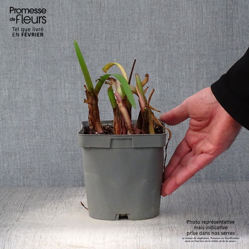 Amostra de Tulbaghia Himba - Tulbaghie hybride  Pot de 2L/3L tal como entregue no inverno