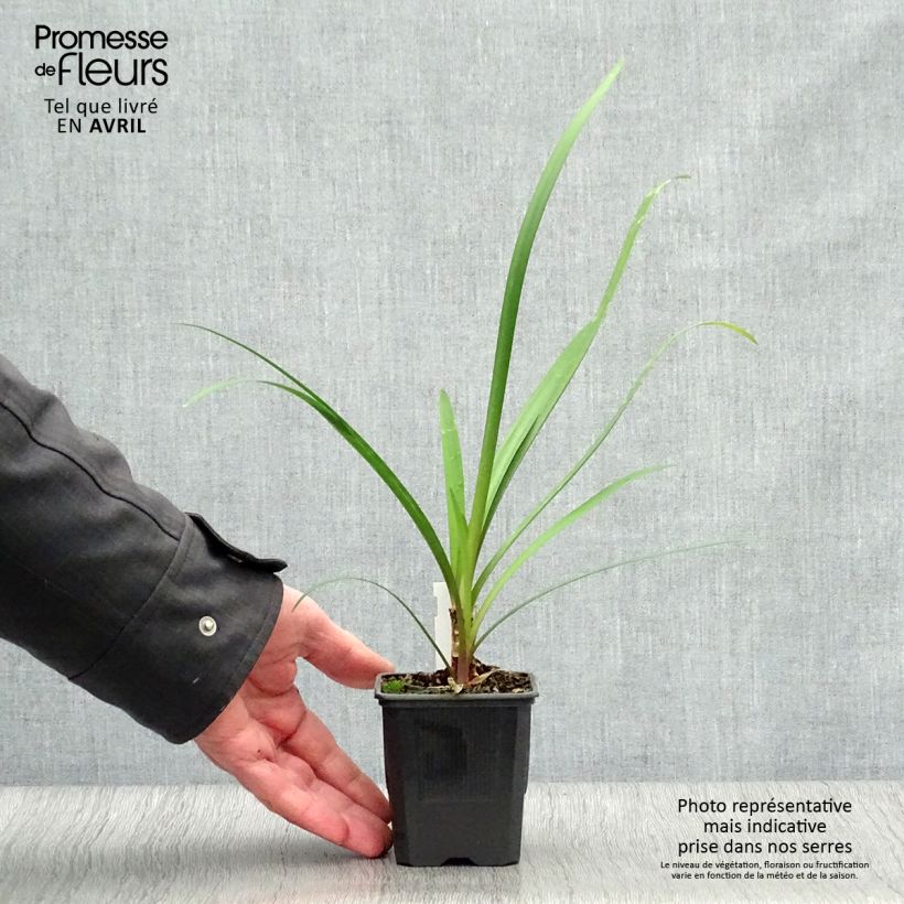 Amostra de Alho-social Himba - Tulbaghia Vaso de 7/8 cm tal como entregue na primavera