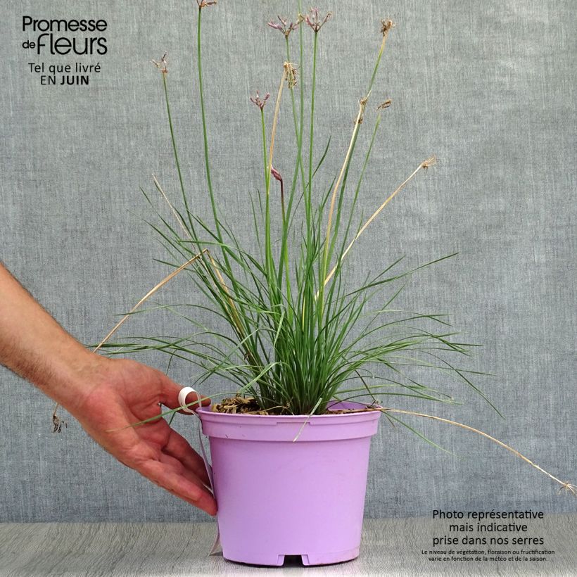 Amostra de Alho-social Purple Eye - Tulbaghia violacea Vaso de 2 L/3 L tal como entregue no verão