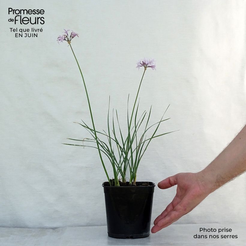 Amostra de Alho-social Ashanti - Tulbaghia violacea Vaso de 8/9 cm tal como entregue no verão