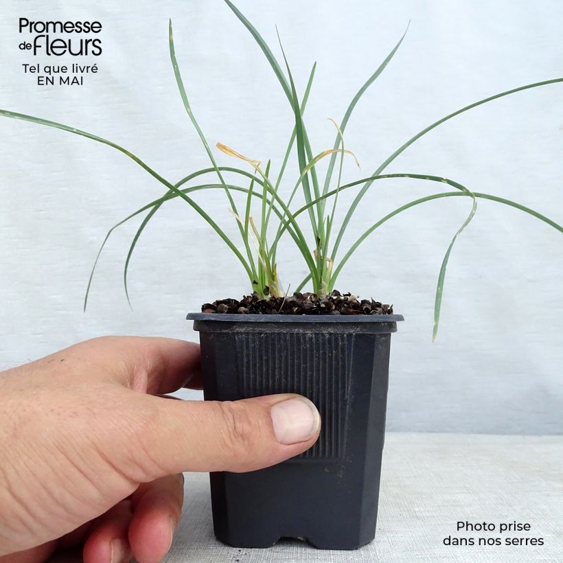 Amostra de Alho-social Ashanti - Tulbaghia violacea Vaso de 8/9 cm tal como entregue na primavera