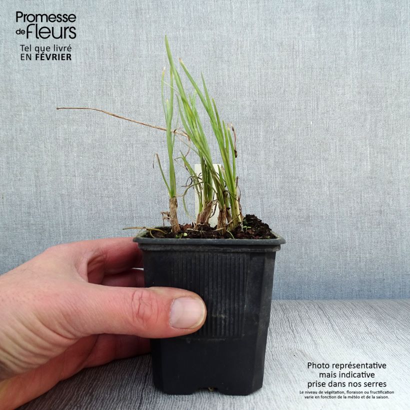 Amostra de Tulbaghia violacea Ashanti Godet de 8/9 cm tal como entregue no inverno